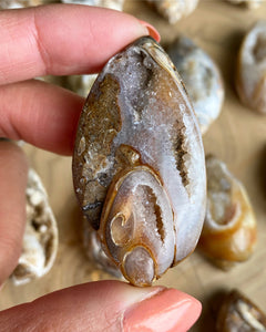 Fossilerad snäcka med Druzy