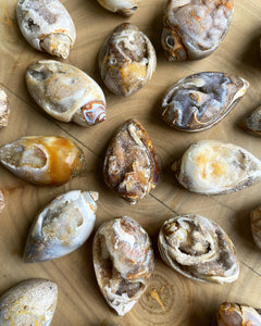Fossilerad snäcka med Druzy