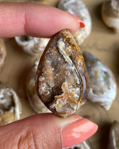 Fossilerad snäcka med Druzy